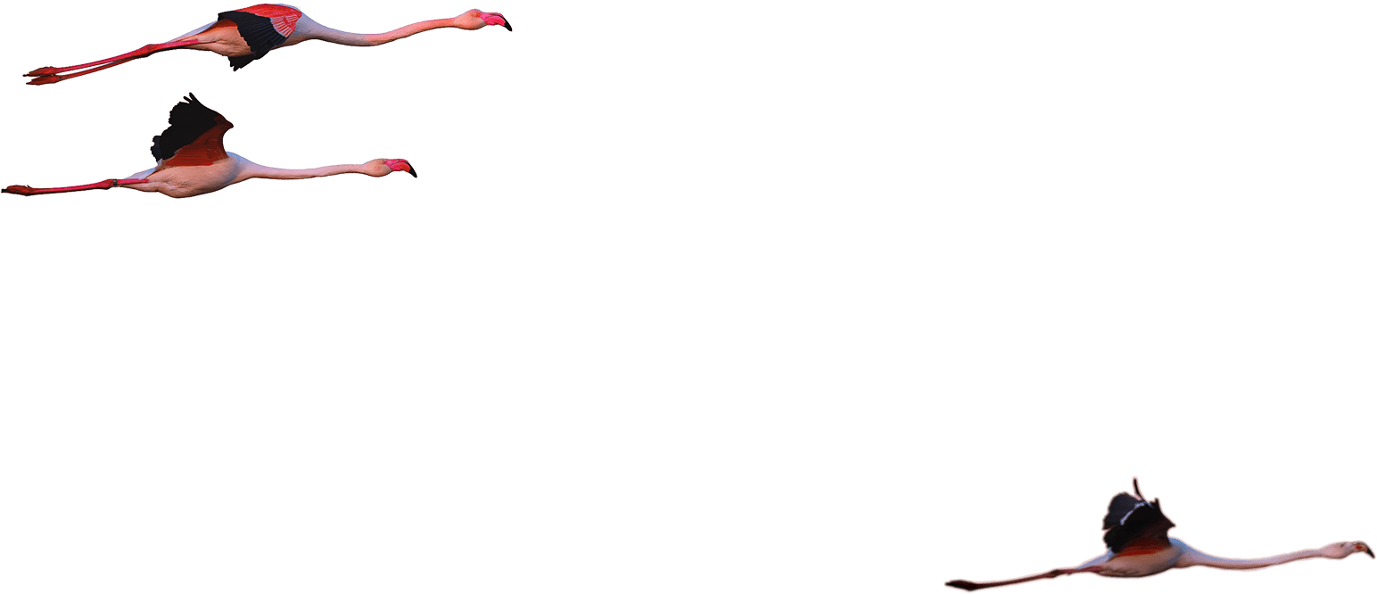 Week-end Flamant rose