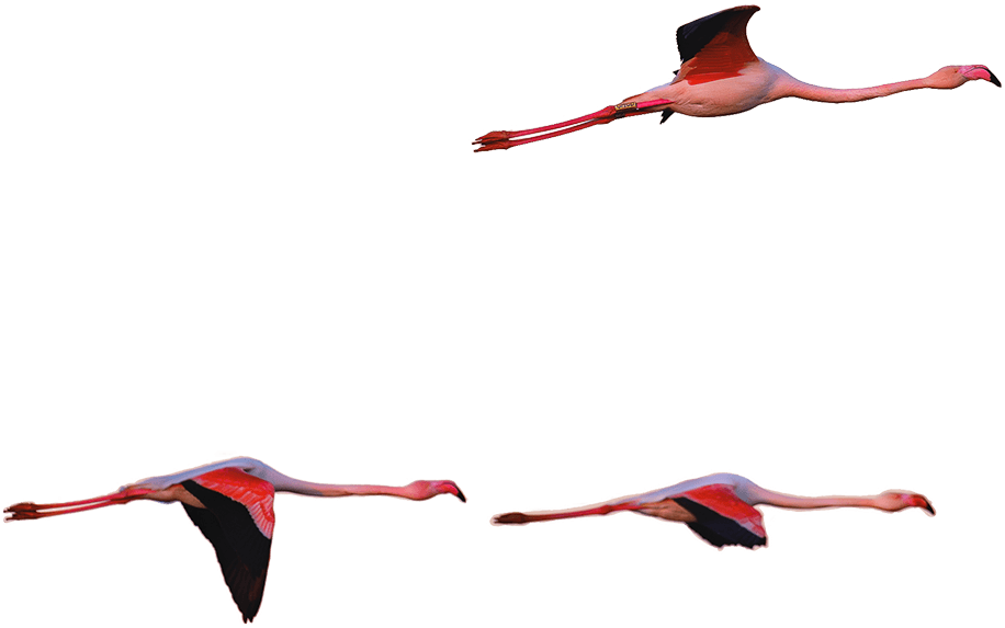 Week-end Flamant rose