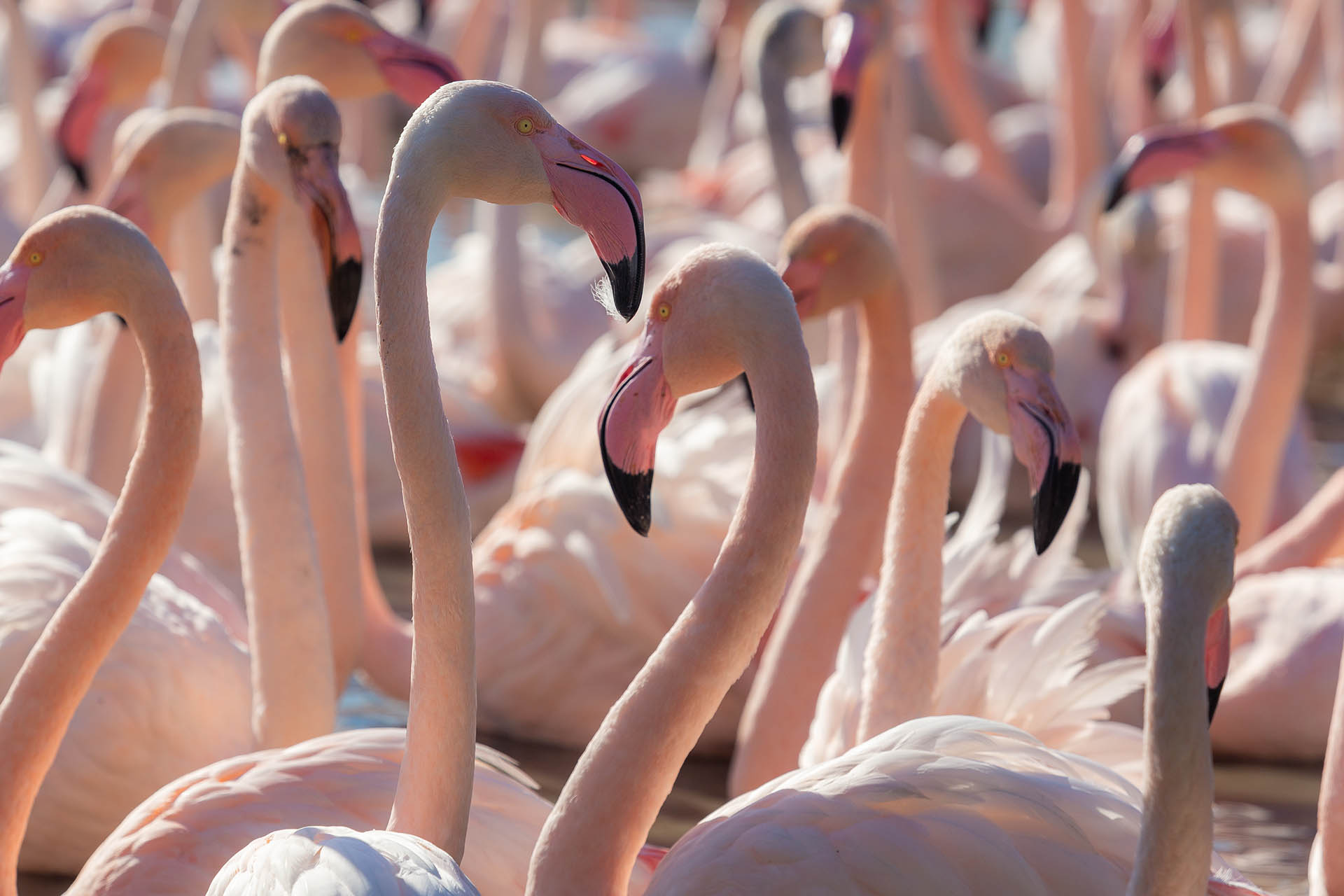 Atelier Initiation Smartphone et Photo