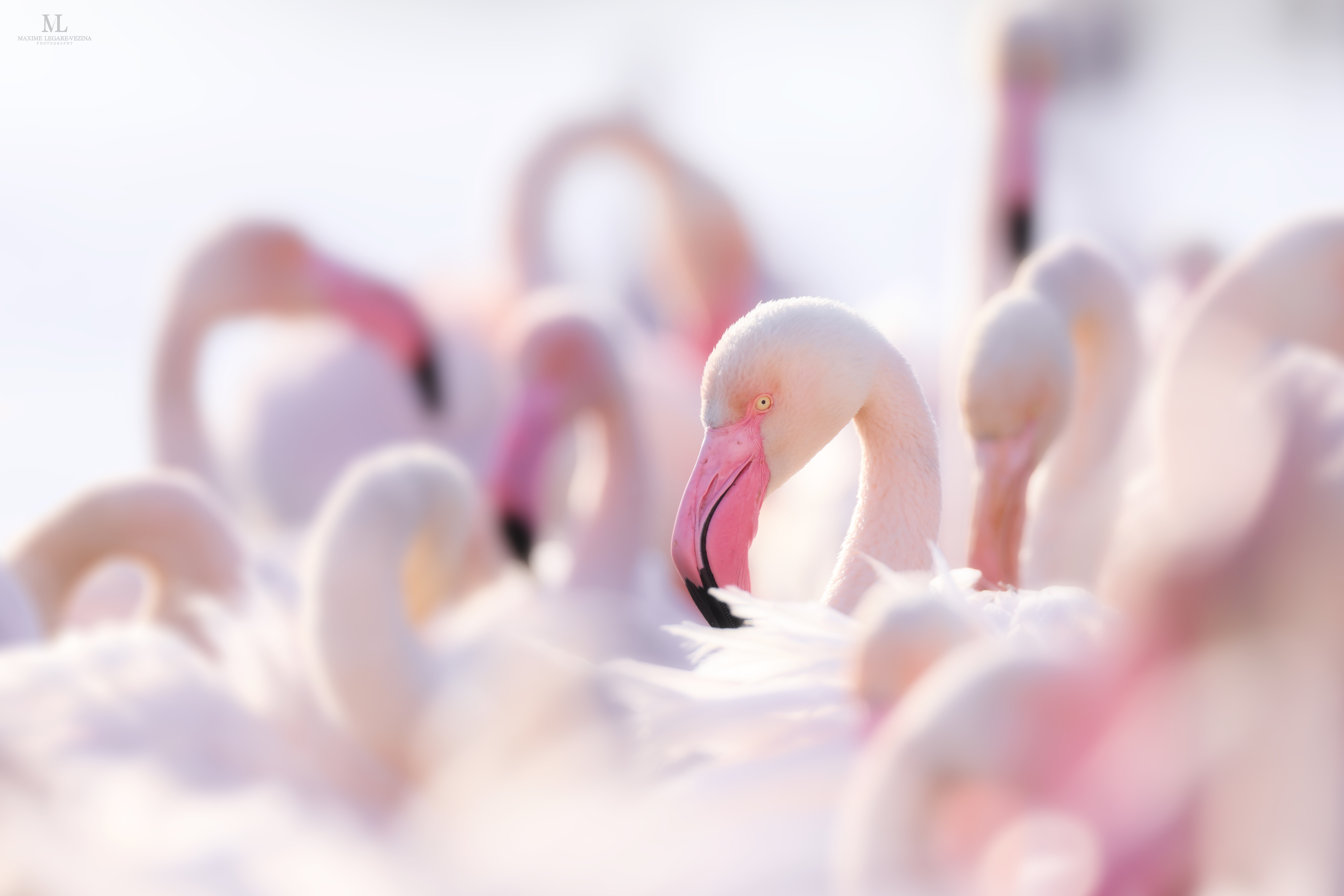 Formation "Flamant rose"