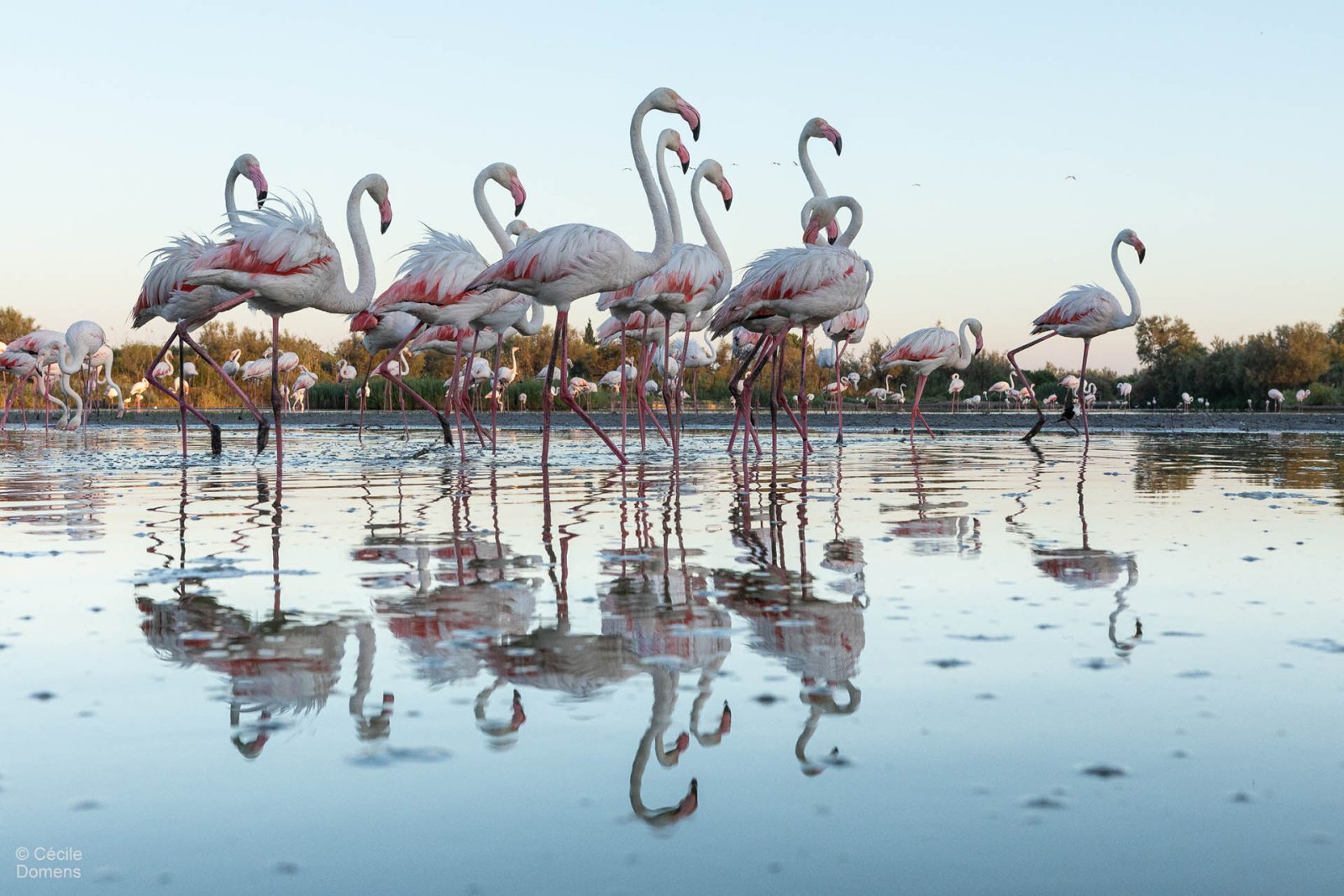 Copyright Cécile Domens
