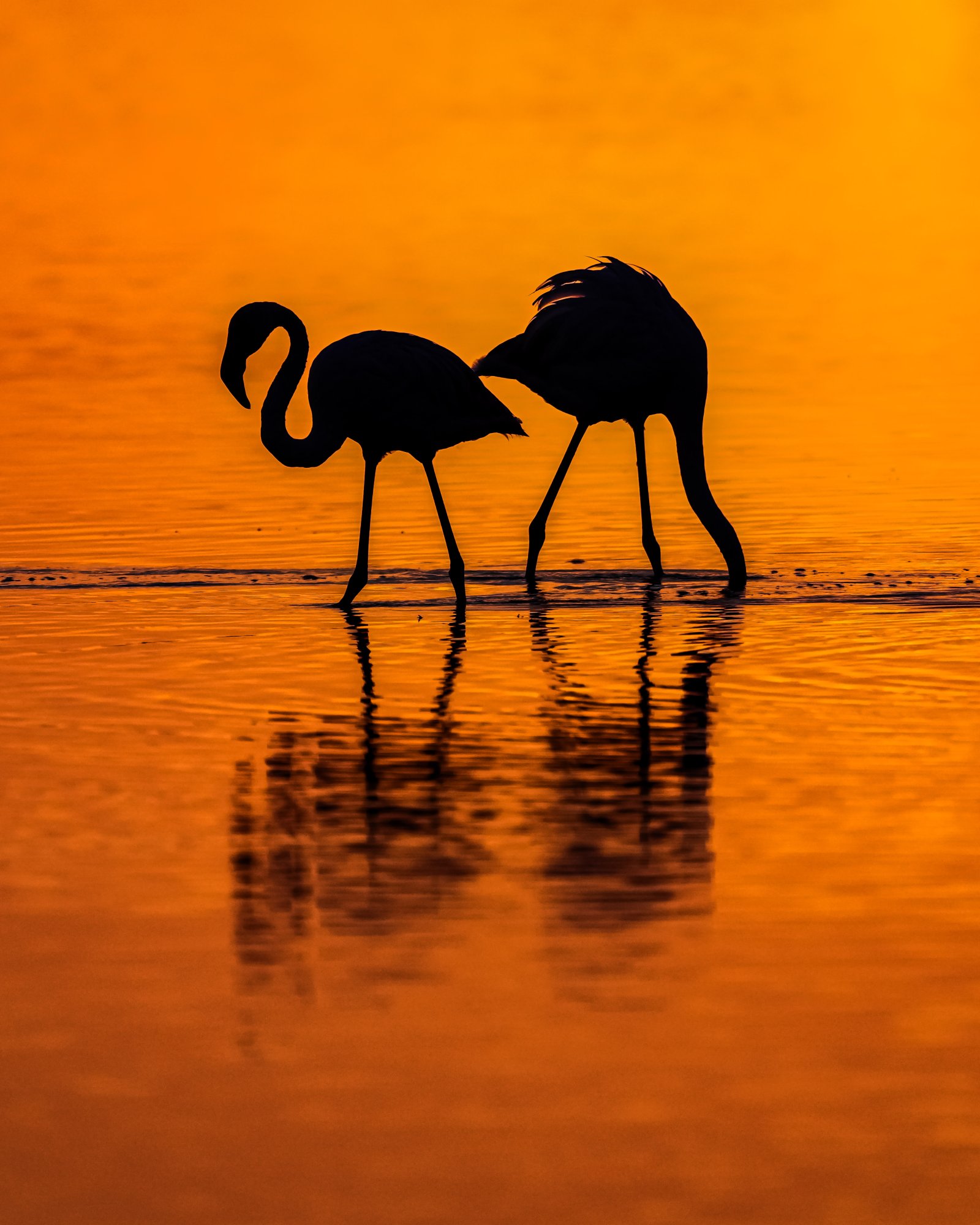 Flamants roses