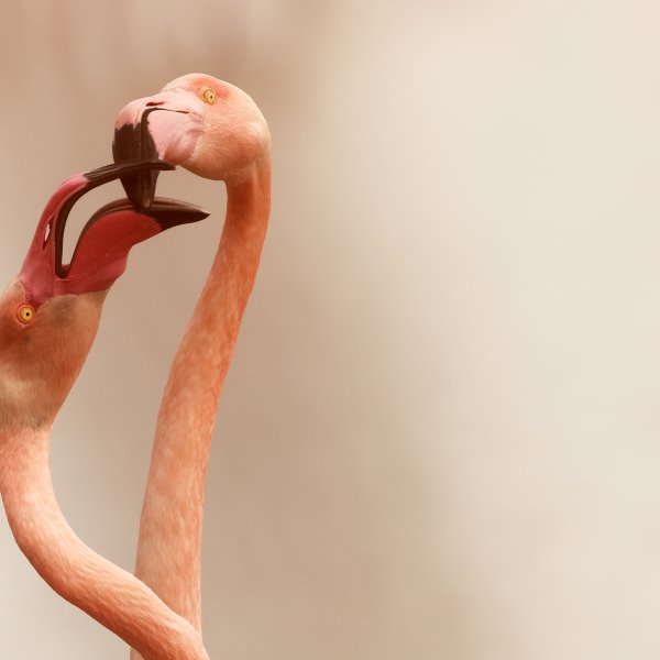 Querelle de flamants roses