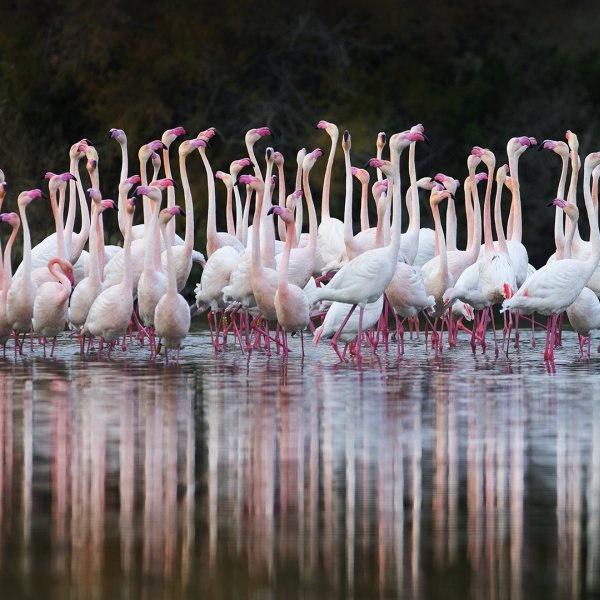 Flamant rose 