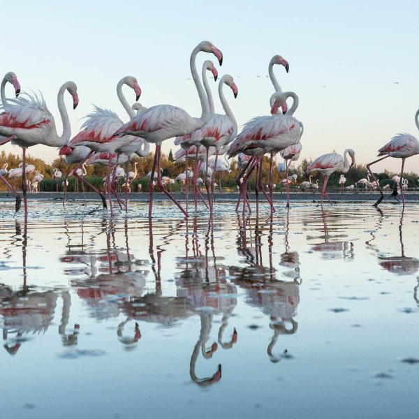 Copyright Cécile Domens