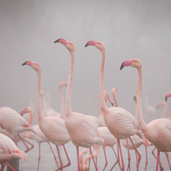 Copyright Cécile Domens