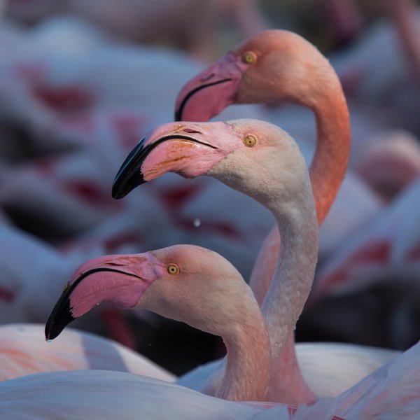 Copyright Cécile Domens