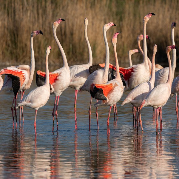 Copyright Cécile Domens