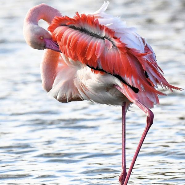 Flamant rose
