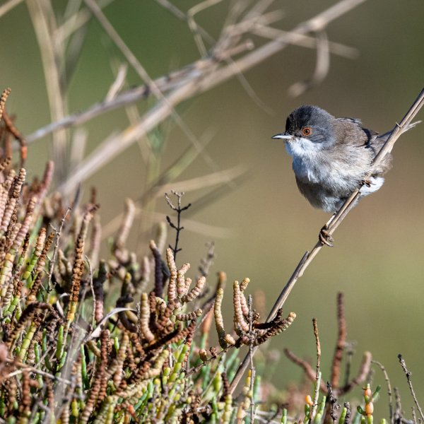 Fauvette mélanocéphale