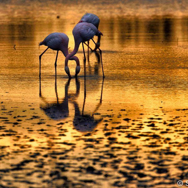 Flamants roses