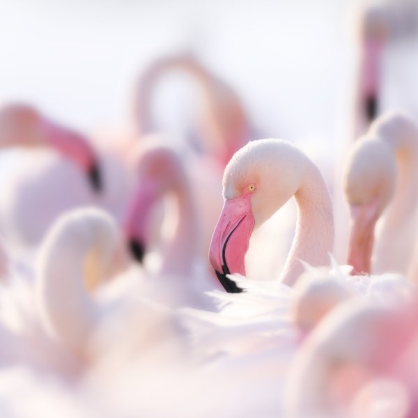 Flamants roses