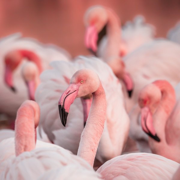 Copyright Laura Gourgas