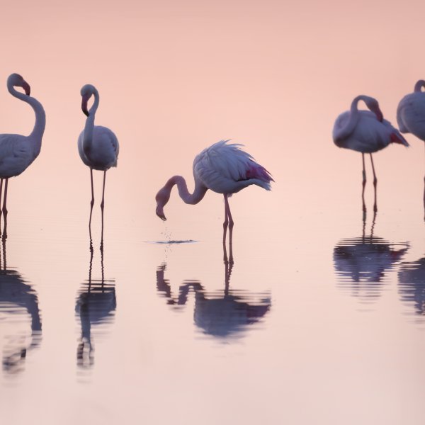 Flamants roses