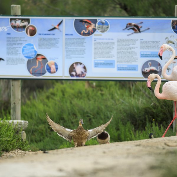 Flamants roses au parc ornithologique