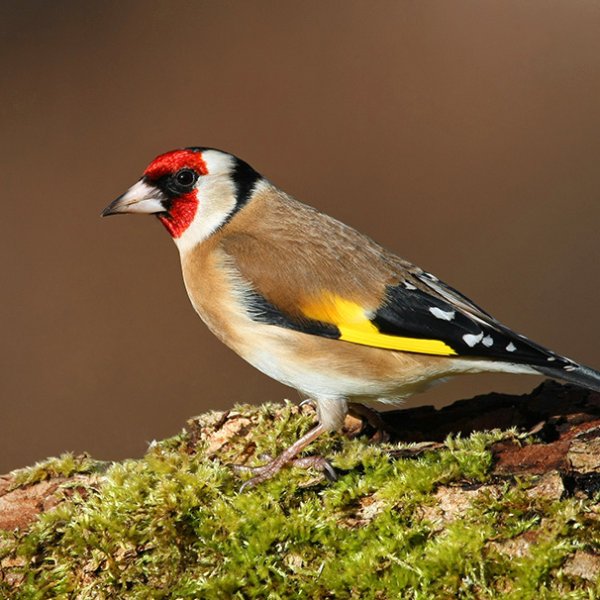 Chardonneret élégant