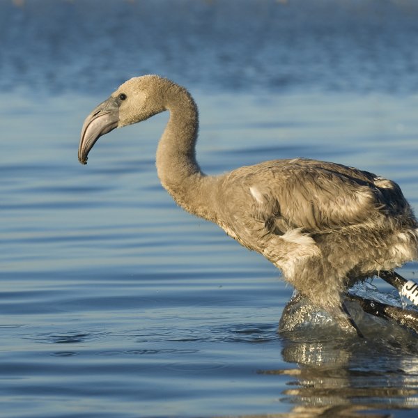 Flamant rose juvénile