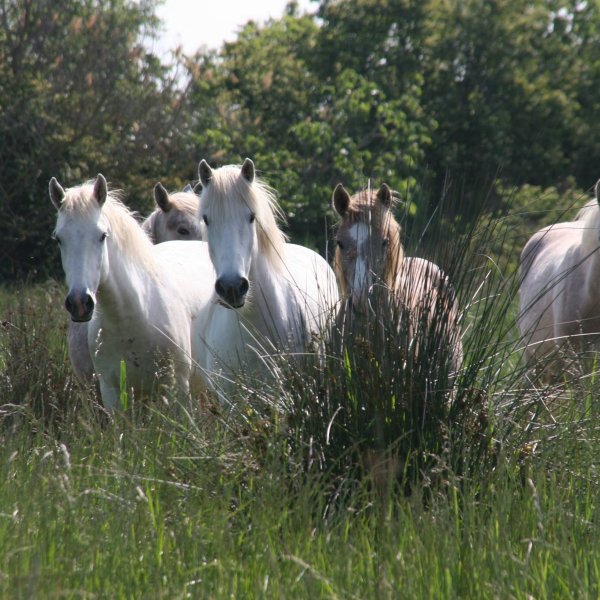 Les chevaux Camargue