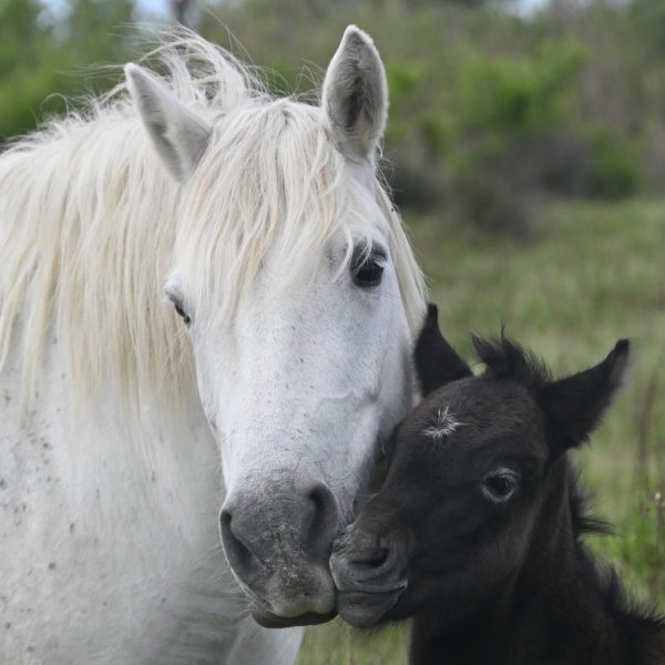 Jument et poulain de l'année