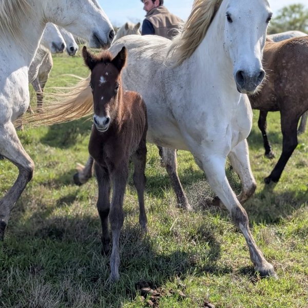 Jument et poulain de l'année