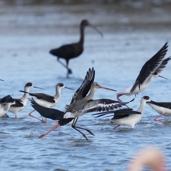 Arrivée de migrateurs