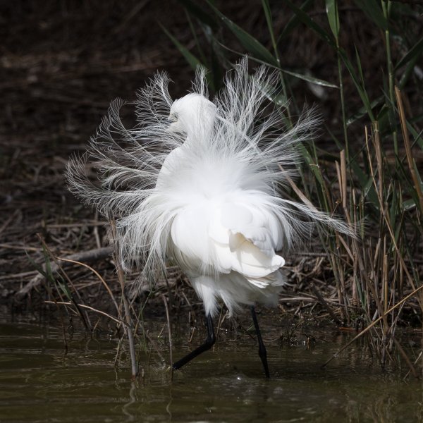 Aigrette garzette