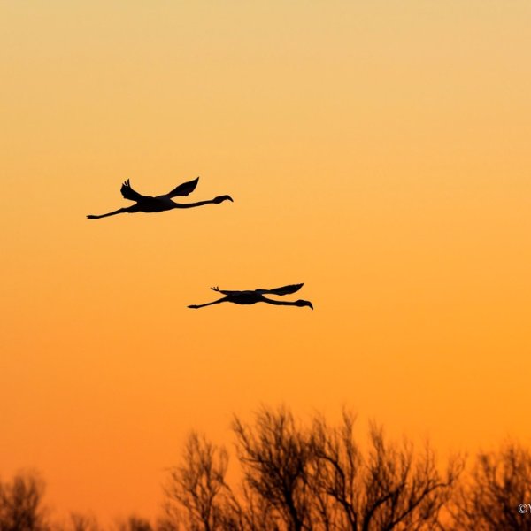 Flamants roses