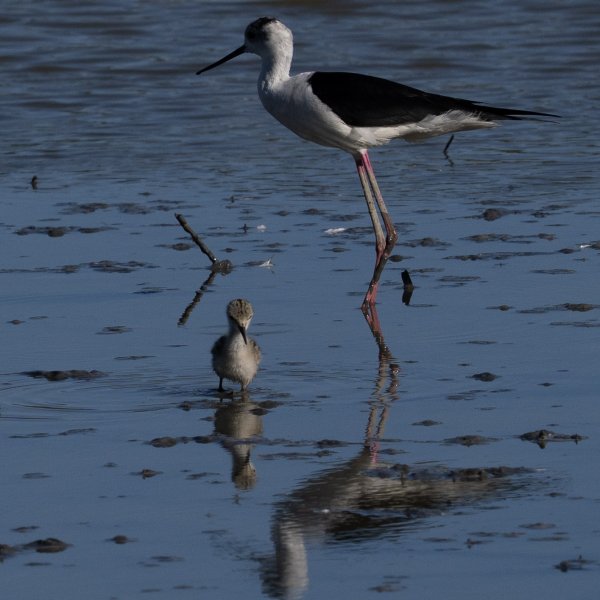 Echasse blanche
