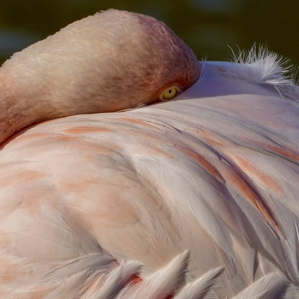 Flamant rose