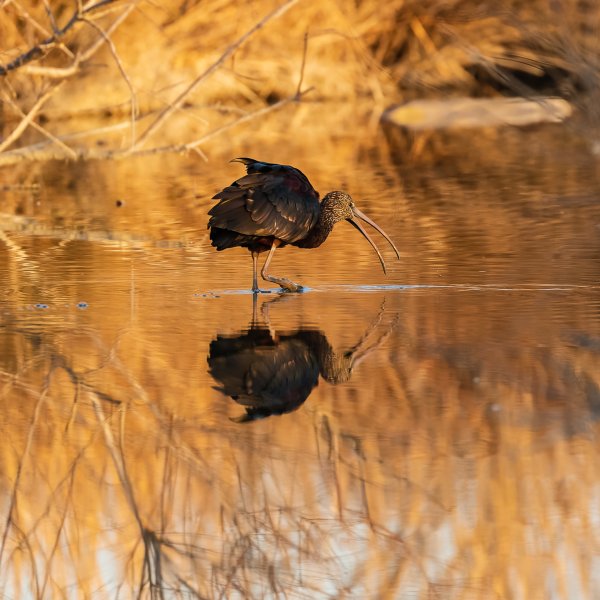 Ibis au crépuscule