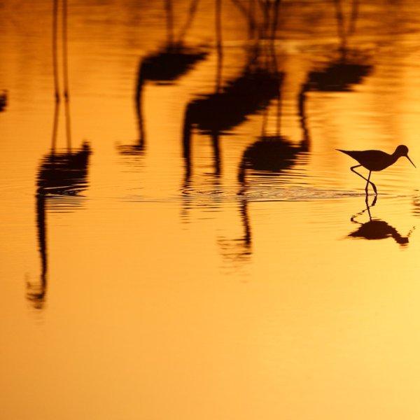 Echasse blanche