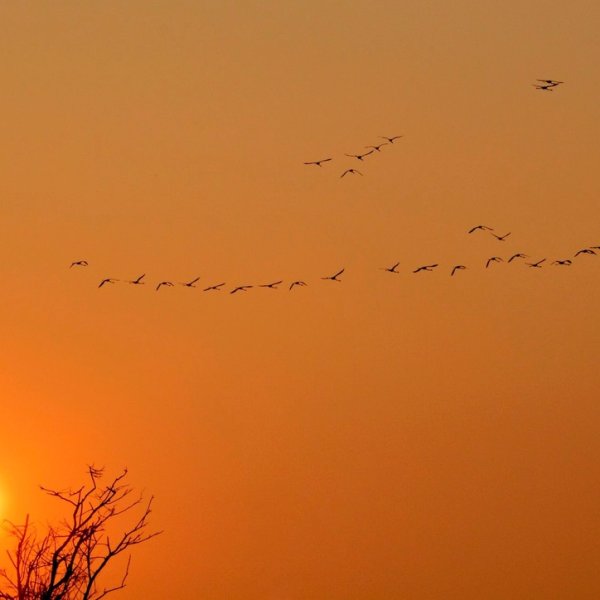 Flamants roses