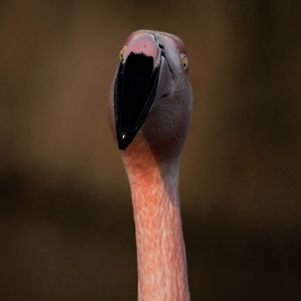 Flamants roses
