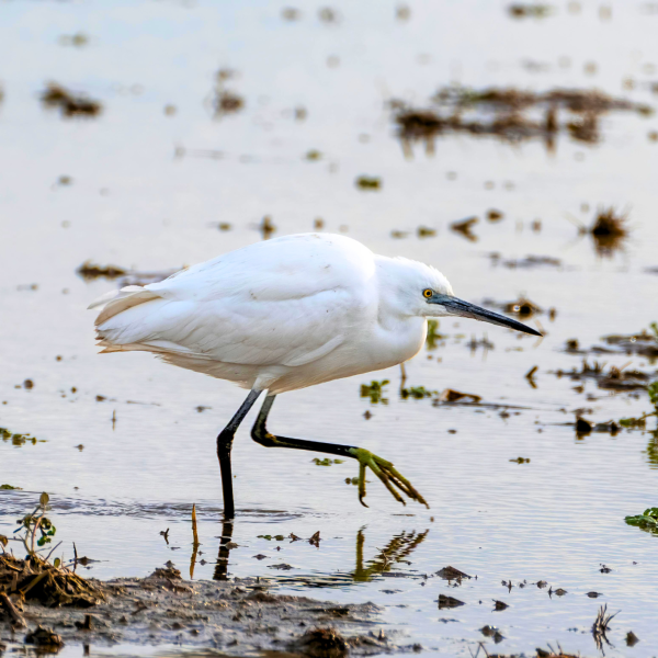 Aigrette garzette