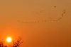Flamants roses